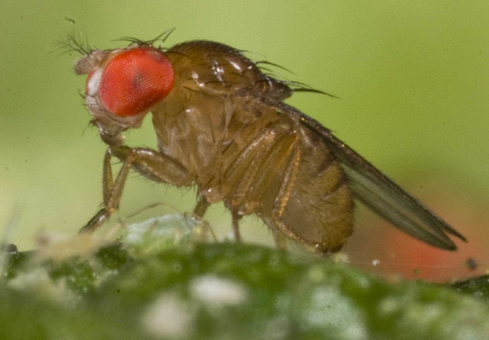 Drosophila birchii - Drosophila Species - Australian Drosophila ...